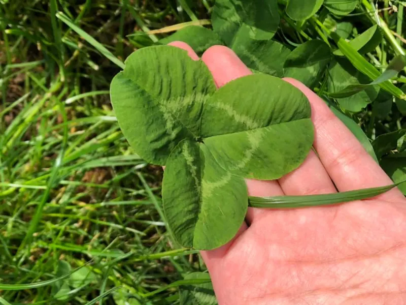 Clover leaves with the inverted v