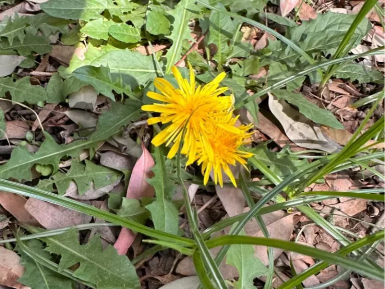 Common Weeds in Iowa