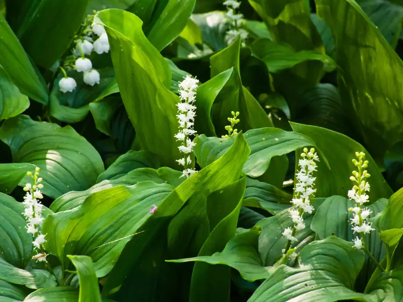  False Lily of the Valle