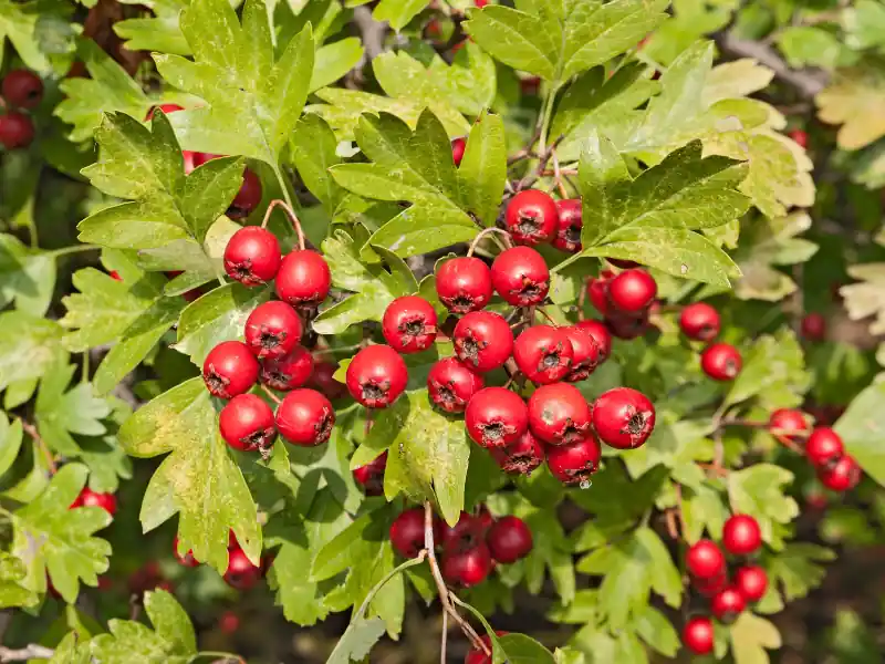 Red BaneBerry