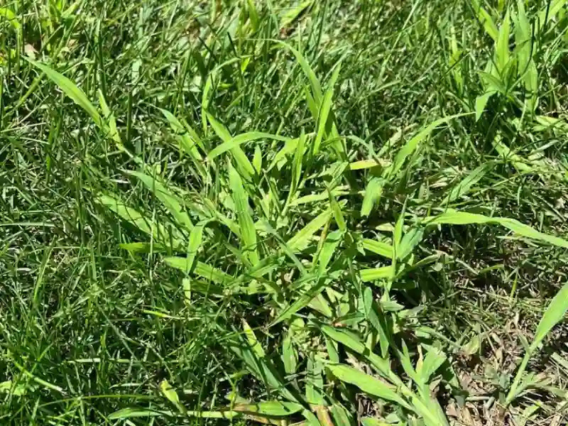 crabgrass growing in lawn
