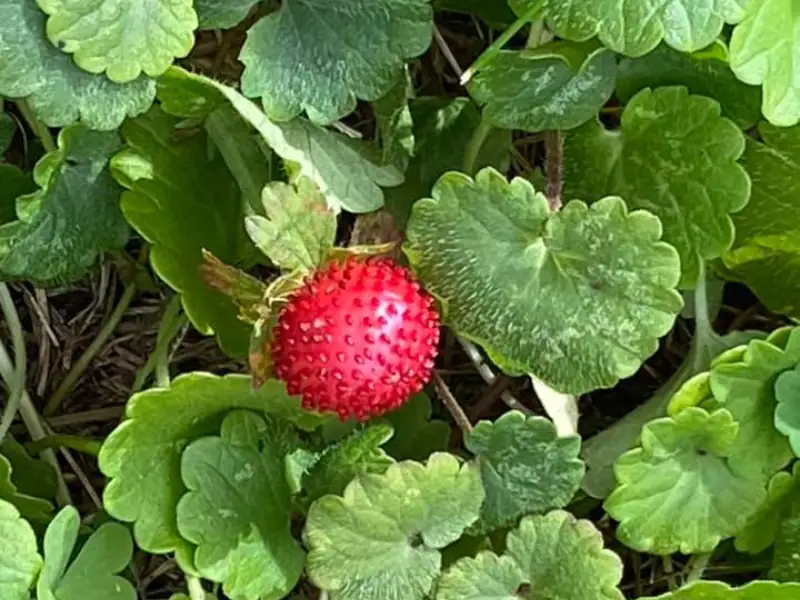 MOck strawberry