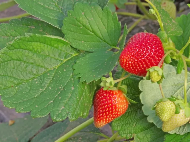 Weeds That Look Like Strawberry Plants