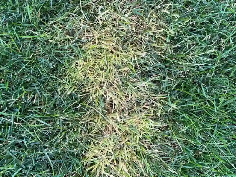 Results after spraying ortho on nutsedge