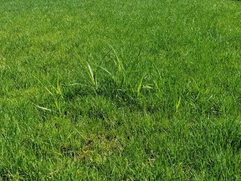 Nutsedge in bermuda grass lawn