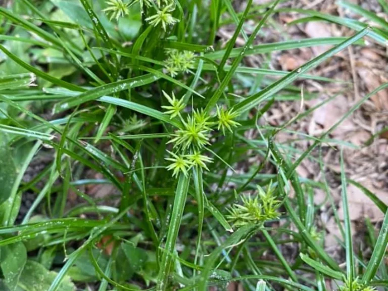 How to Get Rid of Nutsedge Naturally (Without Chemicals)
