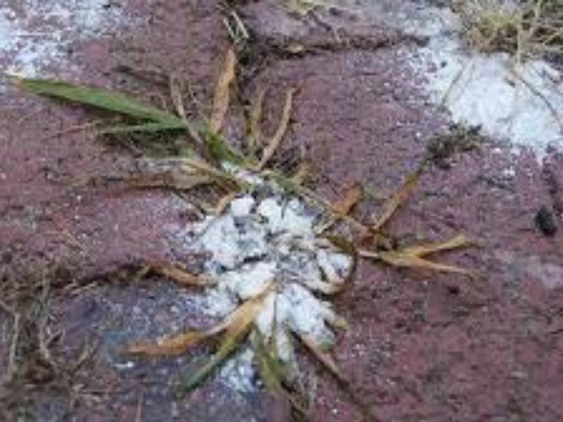 Rock salt for killing driveway weeds