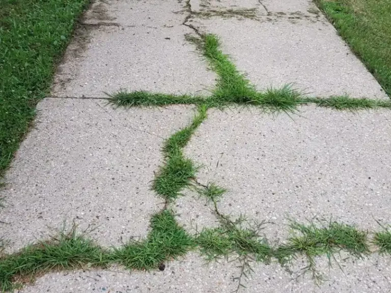 How to Get Rid of Weeds in Driveway Permanently