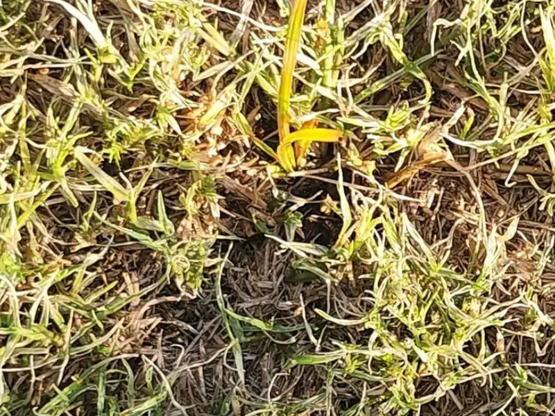Yellowing of Nutsedge After Spraying Roundup