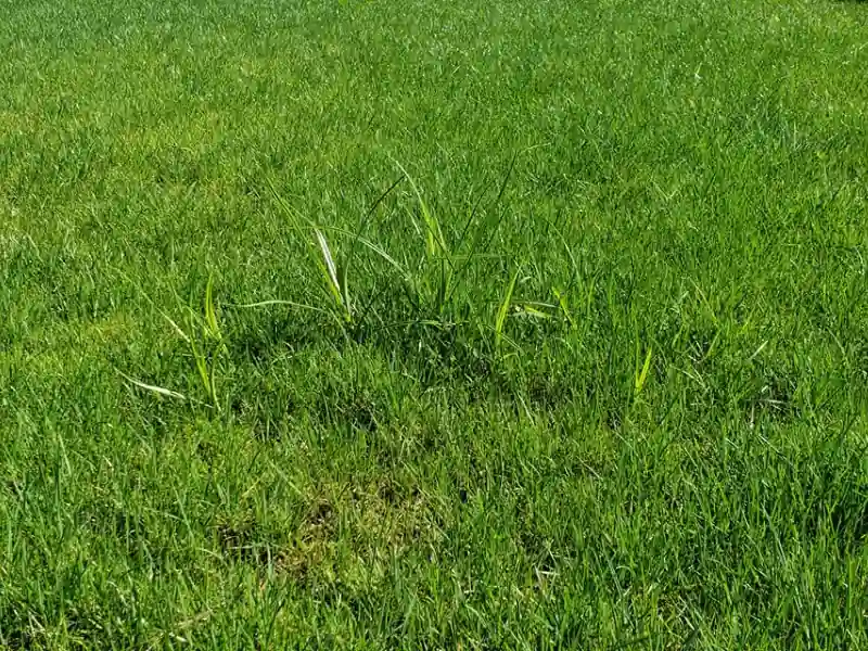 Nutsedge growing in lawn