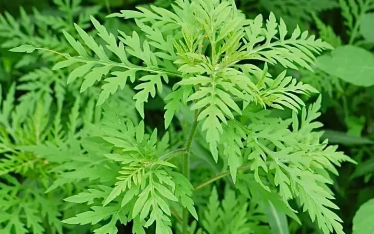 How to Get Rid of Ragweed
